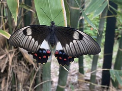 Papilio aegeus aegeus