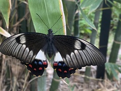 Papilio aegeus aegeus