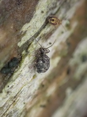 Dicyrtomidae