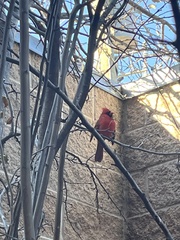 Cardinalis cardinalis