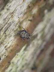Dicyrtomidae