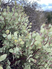 Arctostaphylos viscida pulchella