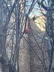 Cardinalis cardinalis