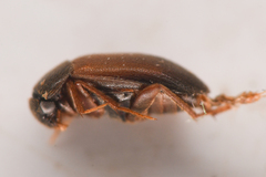 Leiodidae