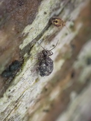 Dicyrtomidae