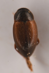 Leiodidae