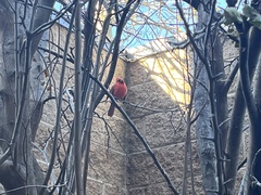 Cardinalis cardinalis