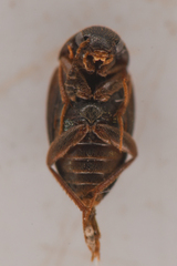 Leiodidae