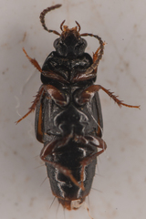 Tachinus