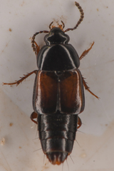 Tachinus