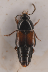 Tachinus