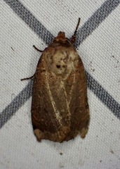 Abagrotis alternata