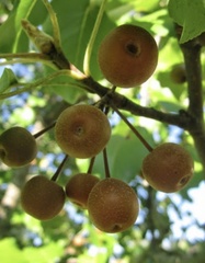 Pyrus calleryana