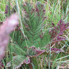 Gunnera