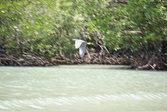 Egretta novaehollandiae