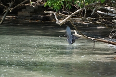 Egretta novaehollandiae