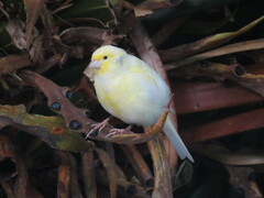 Serinus canaria