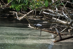 Egretta novaehollandiae