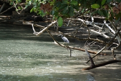 Egretta novaehollandiae