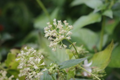 Miconia micrantha