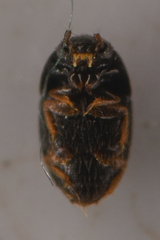 Ptiliidae