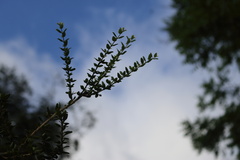 Oplonia