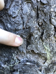 Bryoria pseudofuscescens