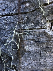 Bryoria pseudofuscescens