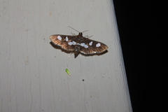 Desmia maculalis