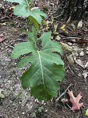 Silphium compositum