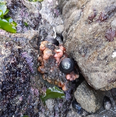 Pyura chilensis
