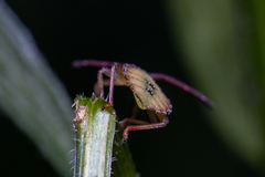 Piezogaster