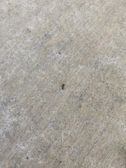 Tetramorium immigrans