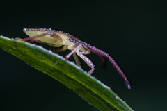 Piezogaster