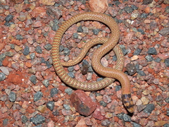 Pygopus nigriceps