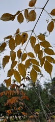 Koelreuteria bipinnata