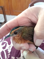 Pellorneum capistratum