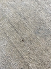 Tetramorium immigrans