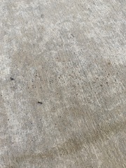 Tetramorium immigrans