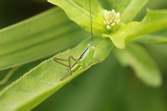 Conocephalus longipes