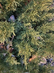 Thuja