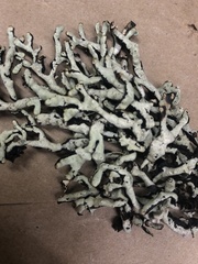 Hypogymnia occidentalis