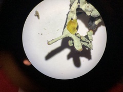 Hypogymnia occidentalis