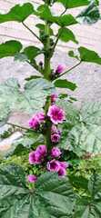 Malva arborea