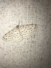 Xenoplia trivialis