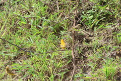 Sicalis columbiana