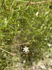 Corynotheca micrantha