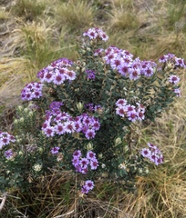 Linochilus phylicoides