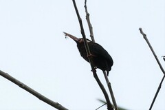 Galbalcyrhynchus leucotis