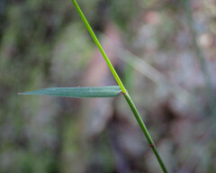 Tetrarrhena juncea